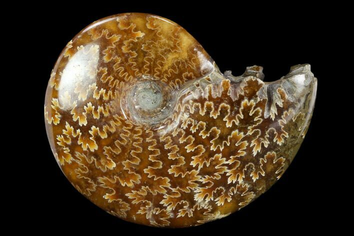 Polished, Agatized Ammonite (Cleoniceras) - Madagascar #117427